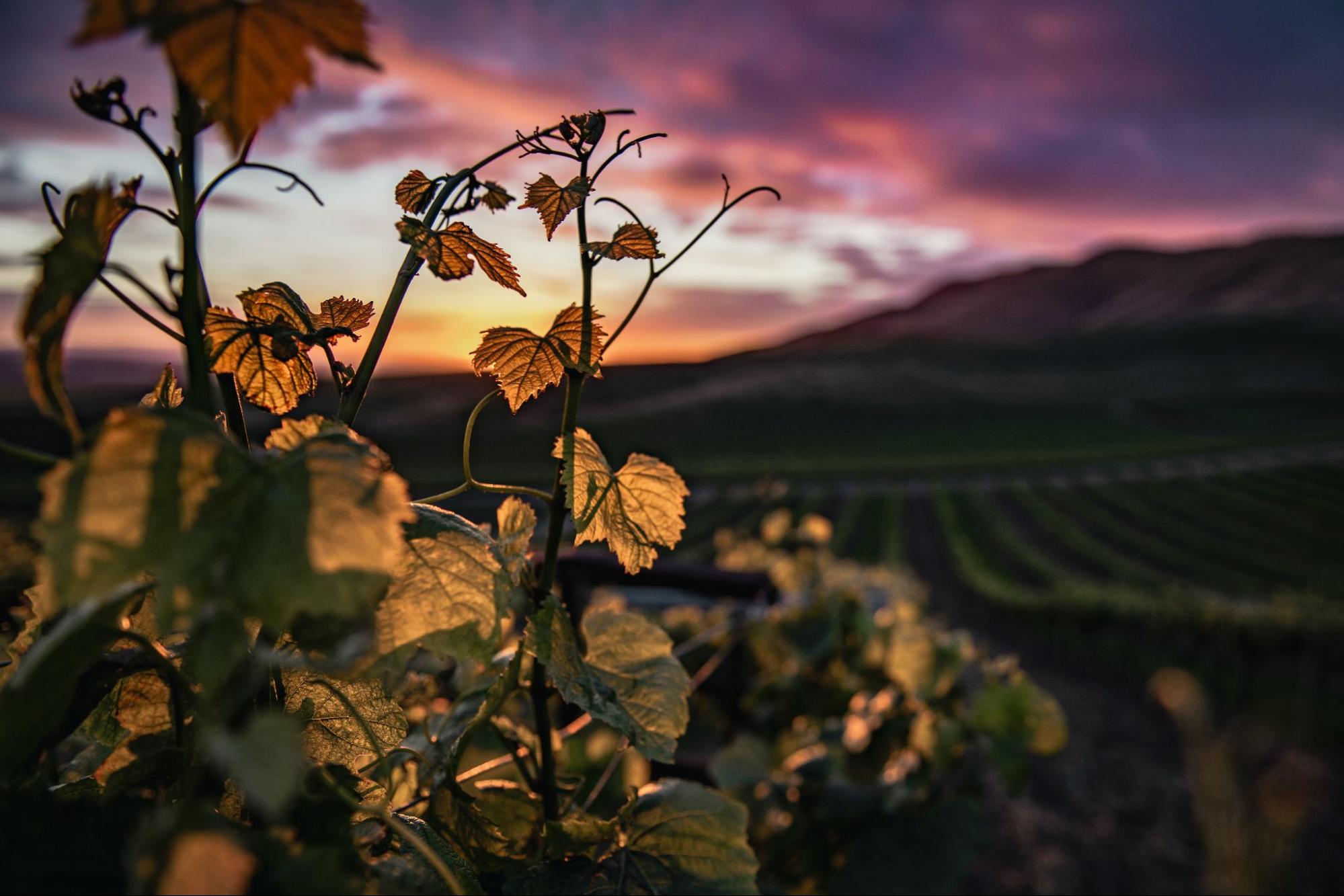Grape vines at sunset