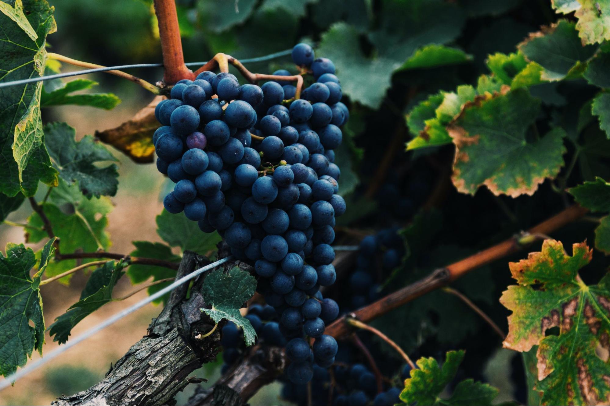 18 Most Popular Wine Grapes In California And Wines You Need To Try