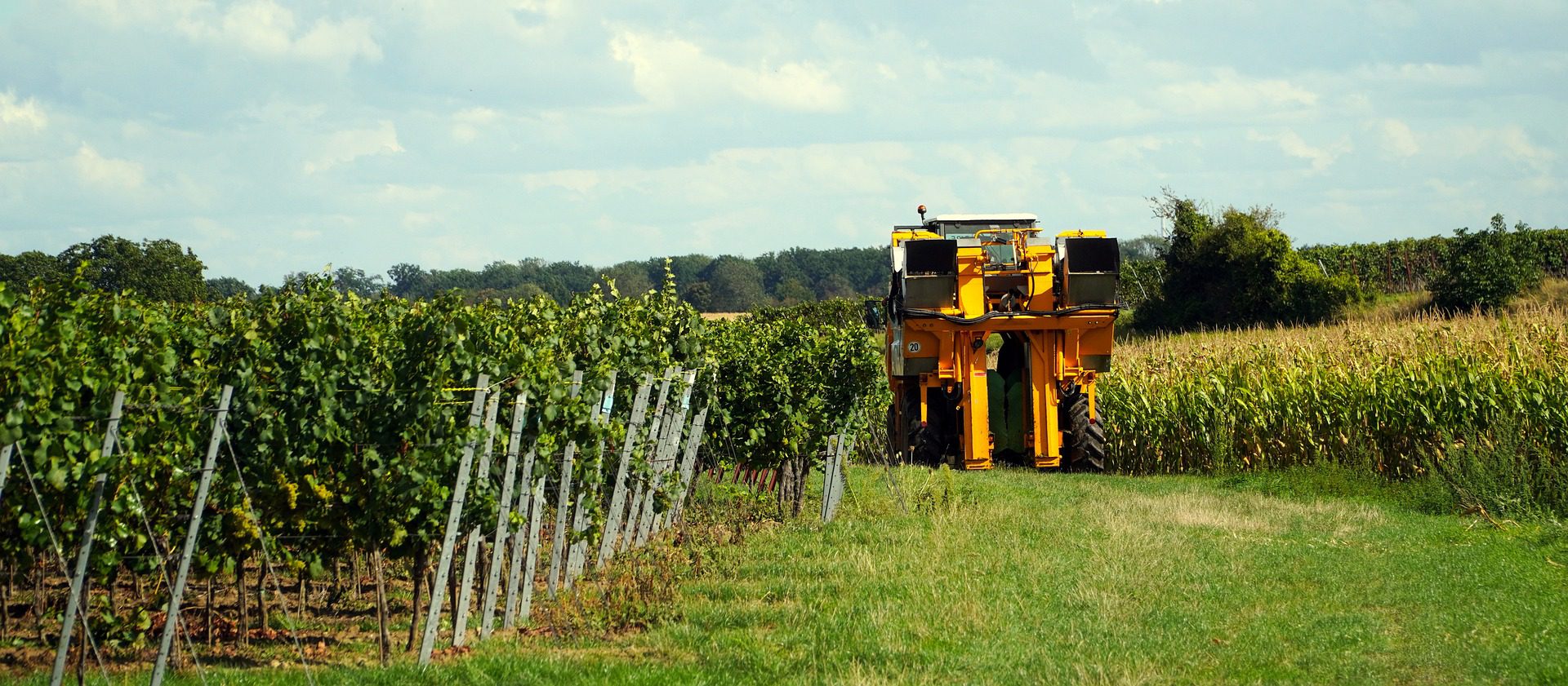 Harvesting truck in the vineyard